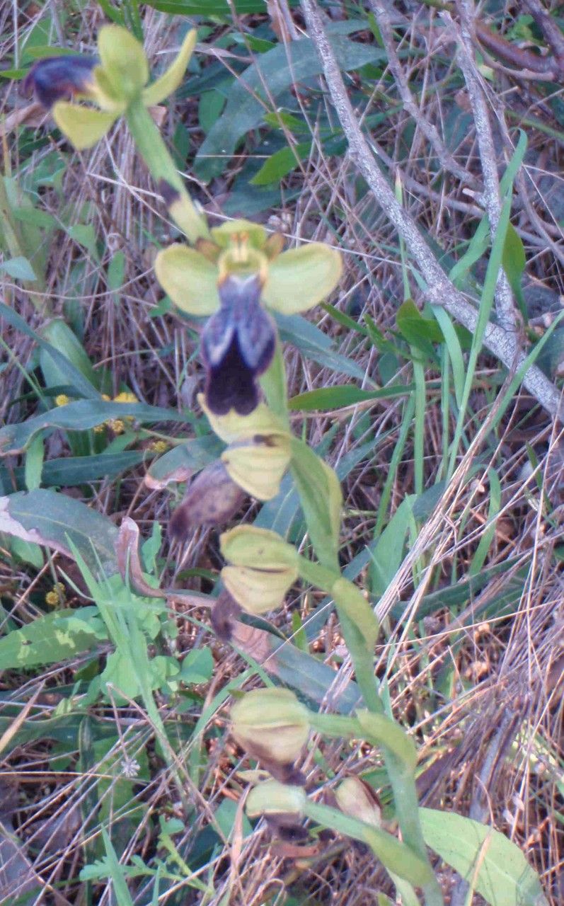 Ophrys eleonorae other