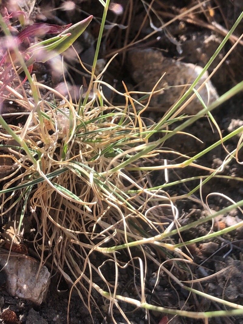 Agrostis castellana leaf
