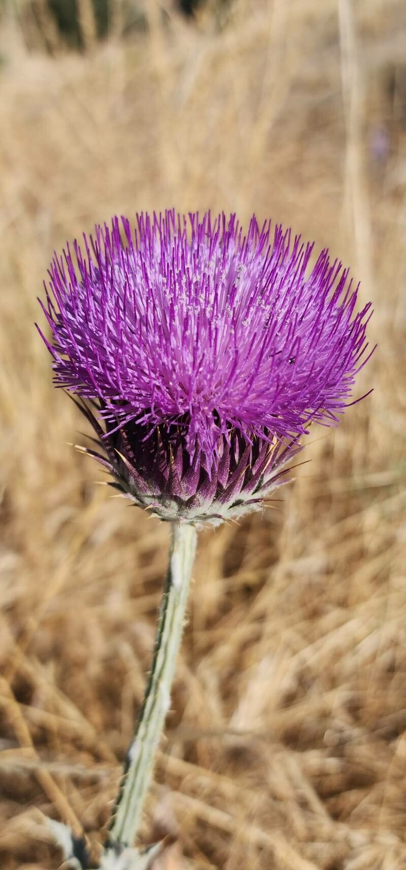 Onopordum leptolepis flower