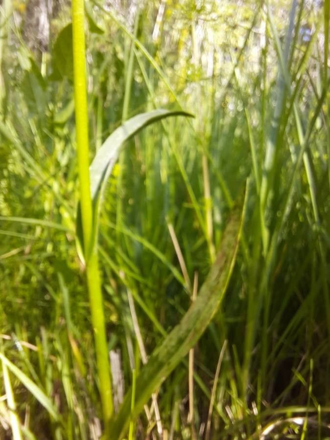 Anacamptis palustris — search result for 'Tunisia'