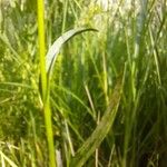 Anacamptis palustris