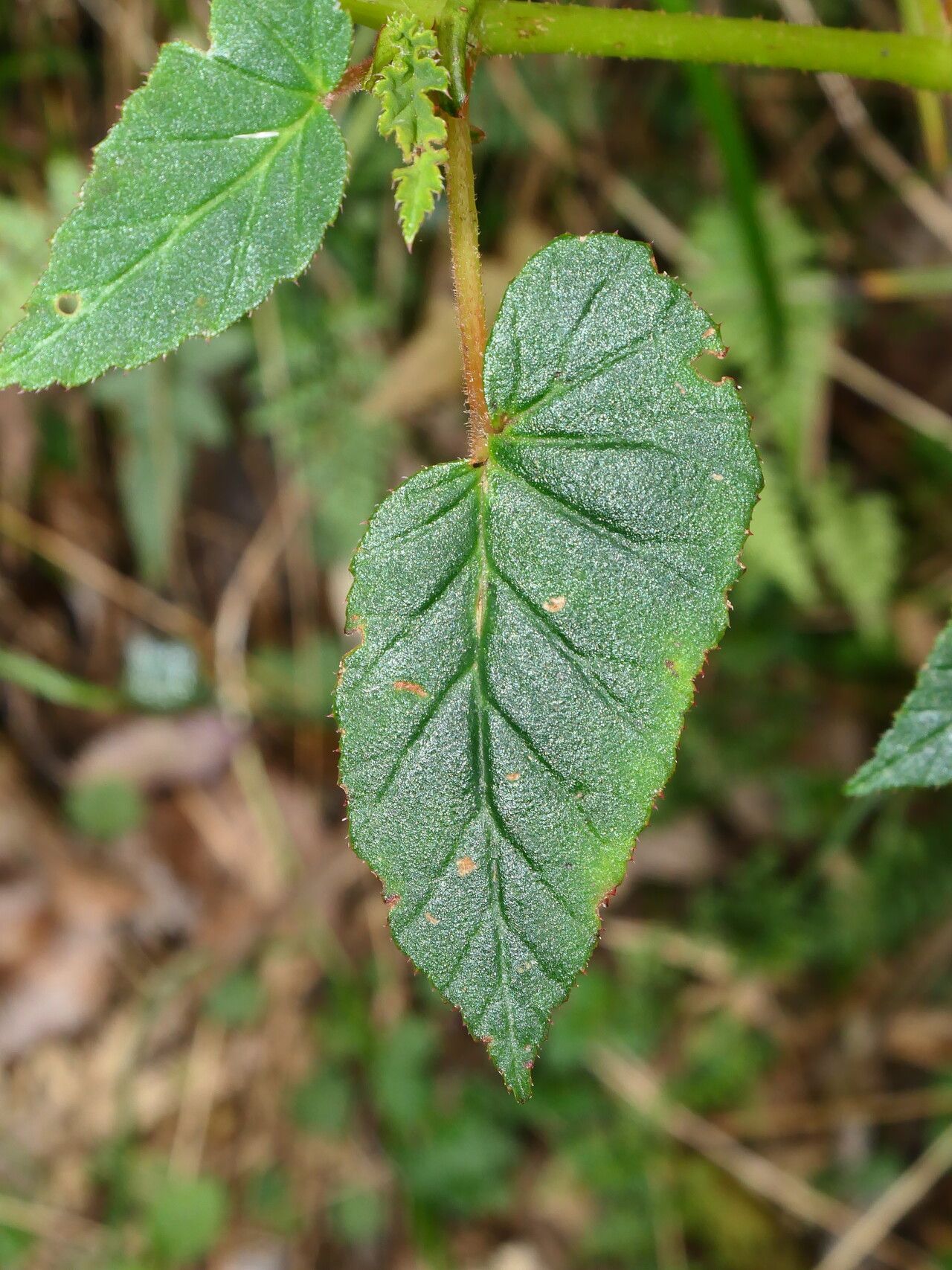 Begonia ferruginea — houseplant care guide