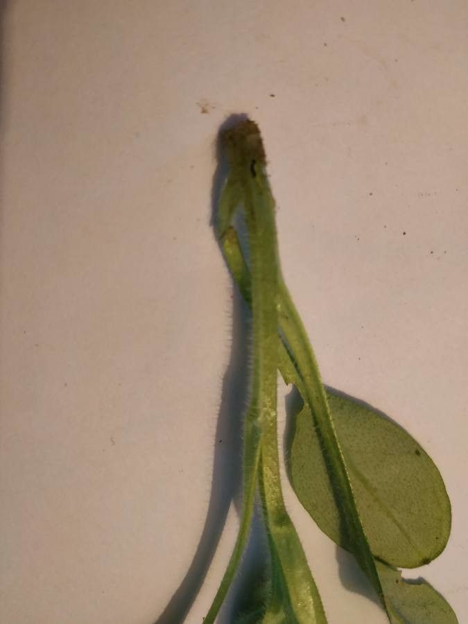 Myosotis nemorosa bark