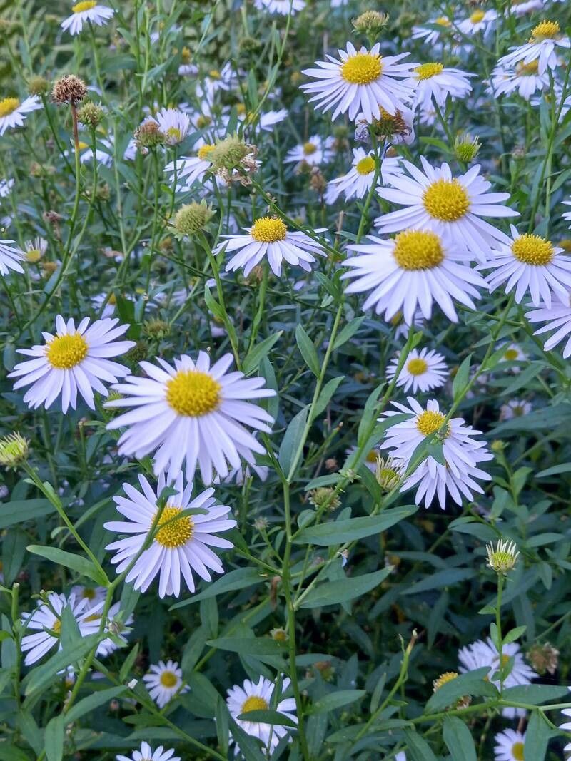 Aster mongolicus flower