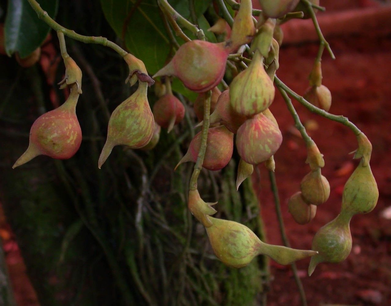 Ormosia intermedia fruit