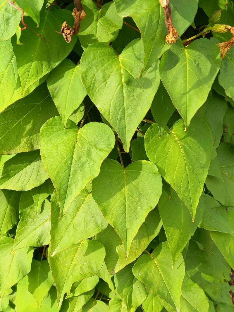 Ipomoea pandurata leaf