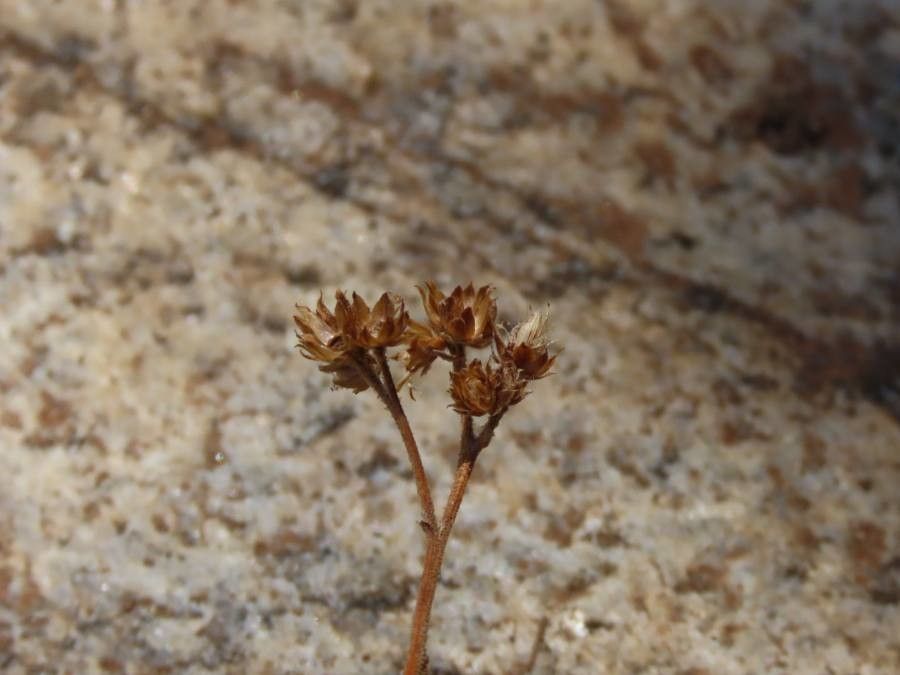 Pluchea ovalis fruit