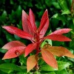 Photinia glabra
