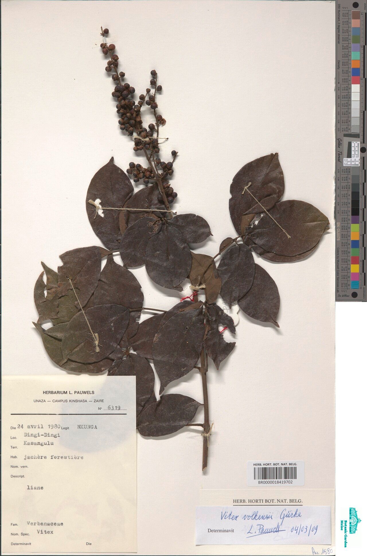 Vitex discoideoglandulosa — houseplant care guide