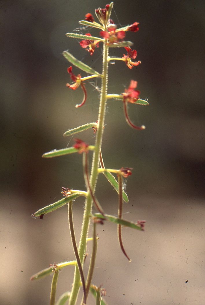 Cleome arabica flower