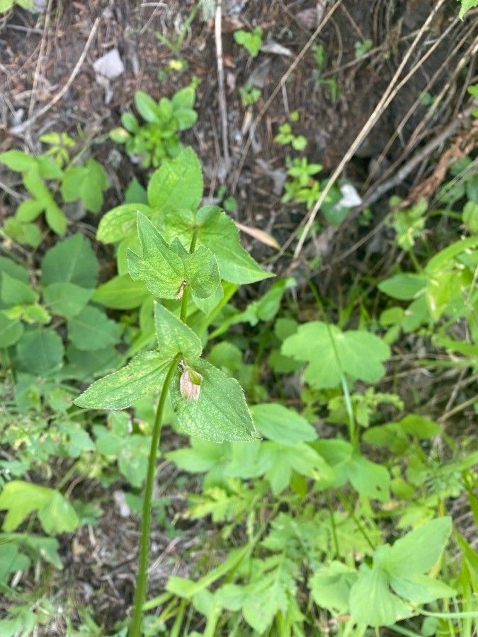 Astrantia maxima leaf