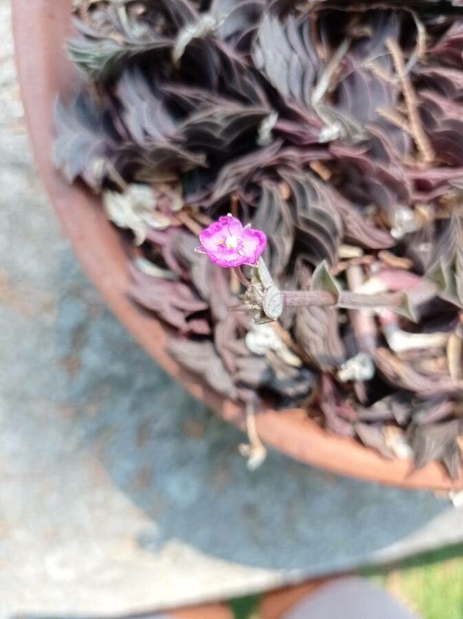 Callisia navicularis flower