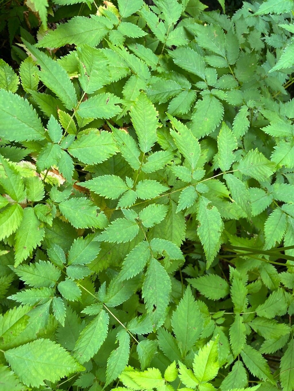 Astilbe koreana — search result for 'Astilbe'