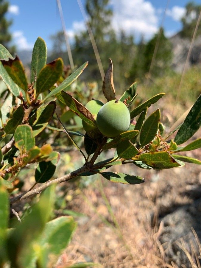 Quercus vacciniifolia fruit