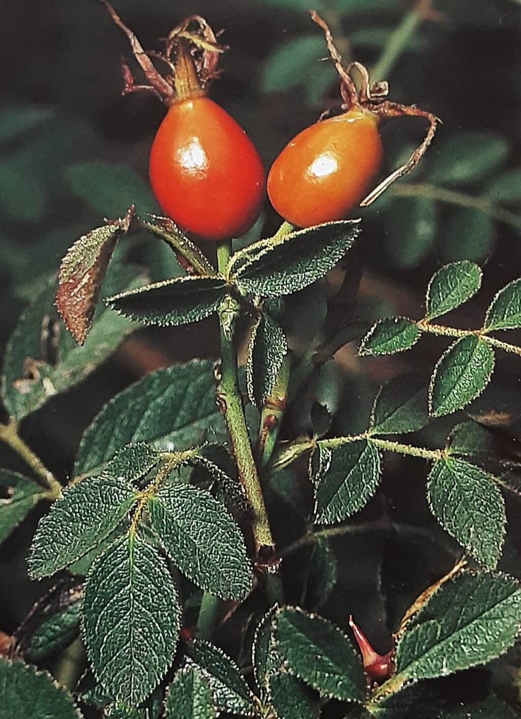 Rosa inodora fruit