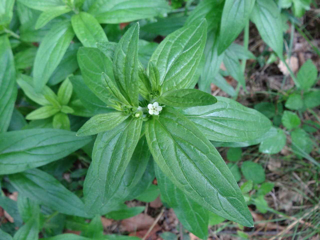 Lithospermum officinale flower