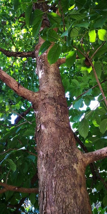 Bischofia polycarpa habit