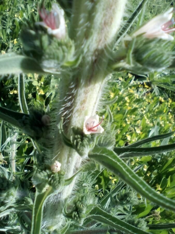 Echium boissieri bark