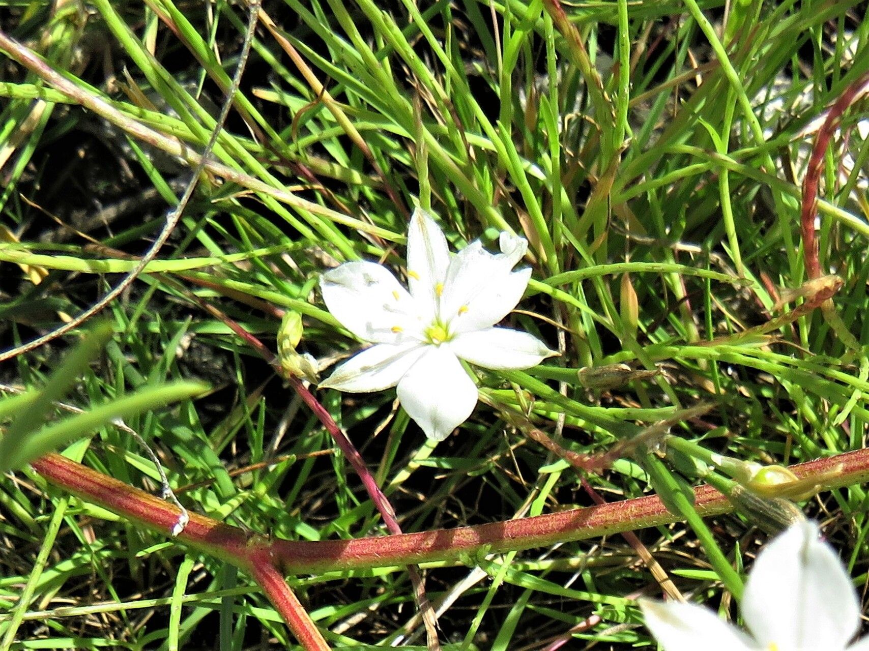 Chlorophytum calyptrocarpum flower