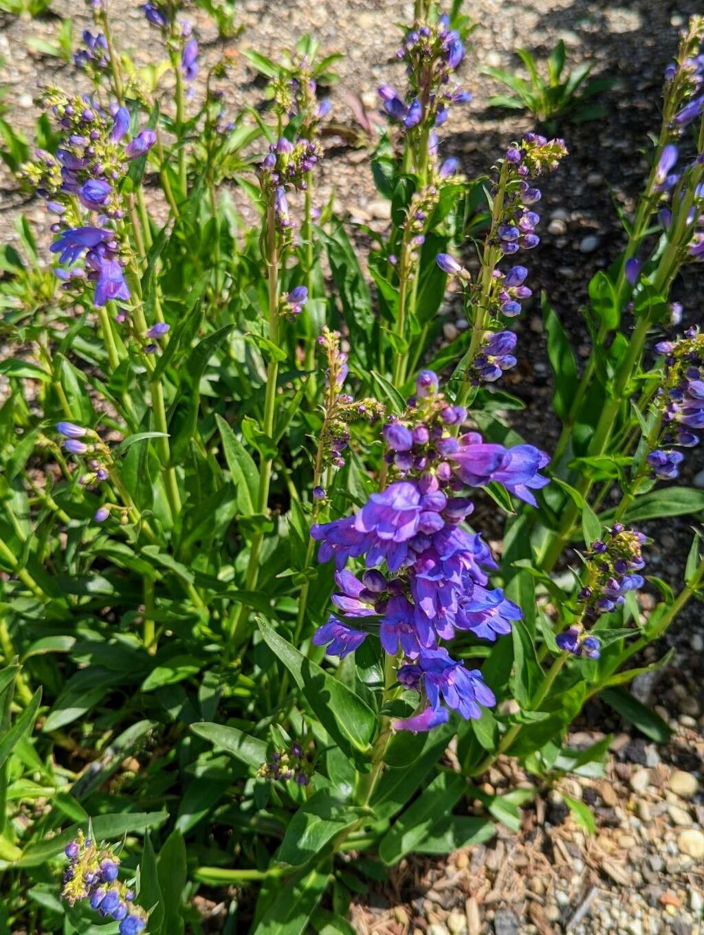 Penstemon strictus habit