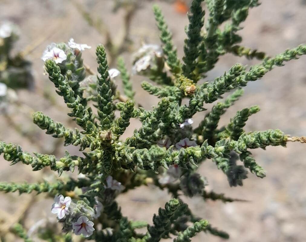 Aloysia salsoloides leaf