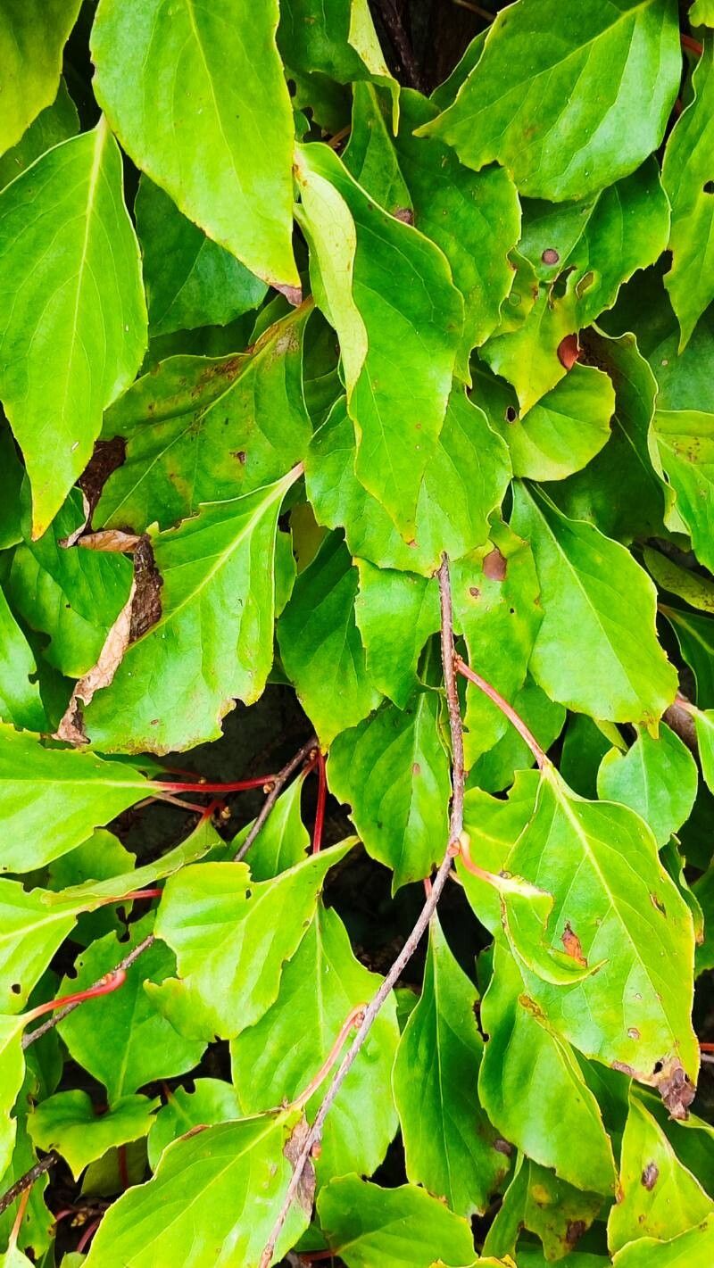 Schisandra sphaerandra leaf