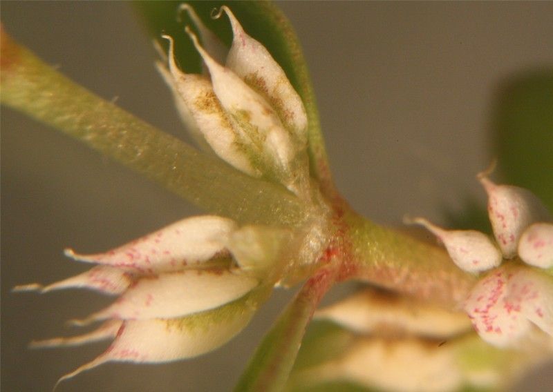 Illecebrum verticillatum fruit