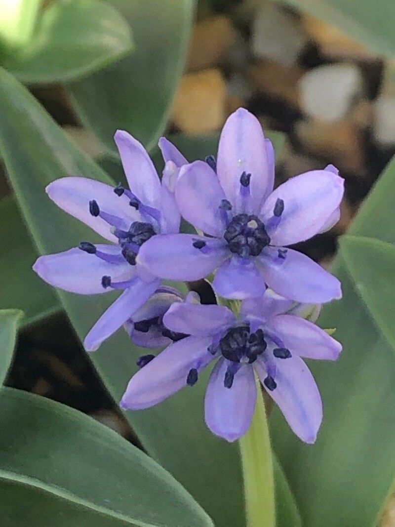 Hyacinthoides lingulata flower