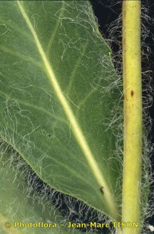 Hieracium tomentellum bark