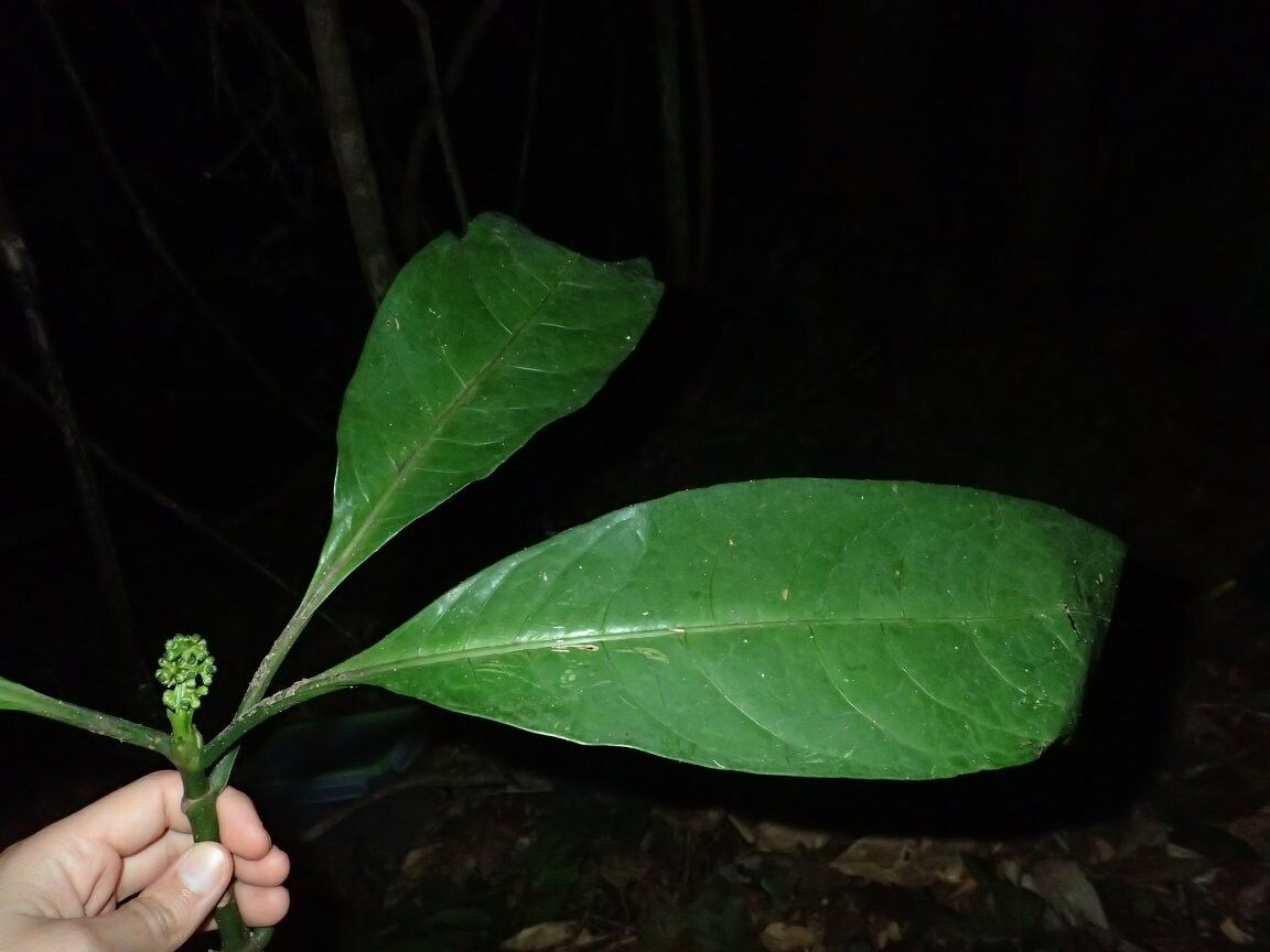 Psychotria umbellifera — houseplant care guide