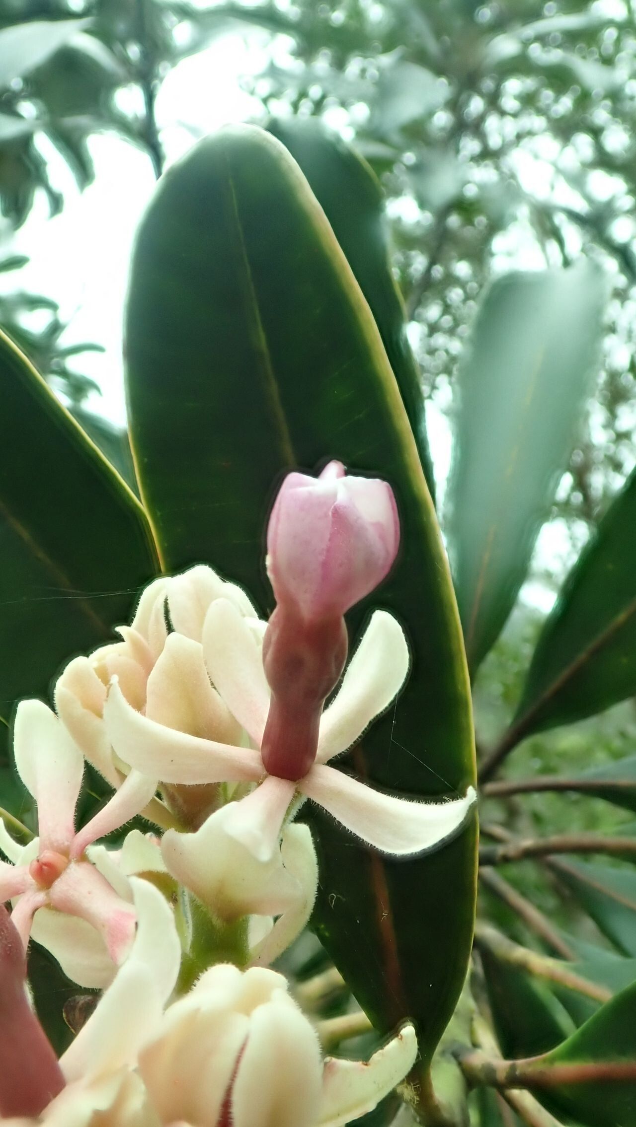 Cerberiopsis neriifolia — houseplant care guide