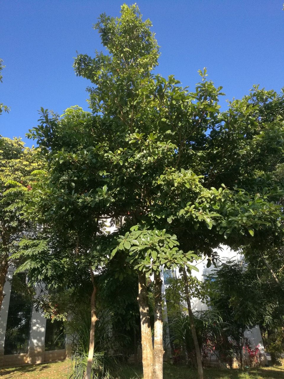 Cinnamomum kotoense habit