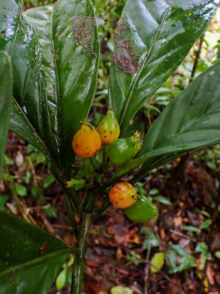 Psychotria bakossiensis — houseplant care guide