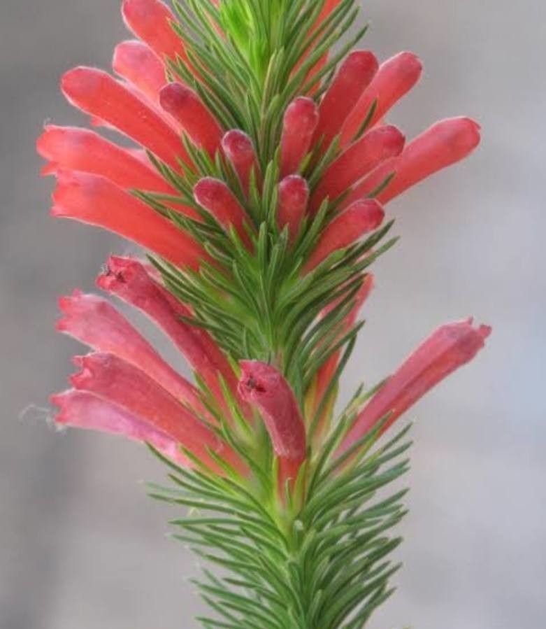 Erica vestita flower