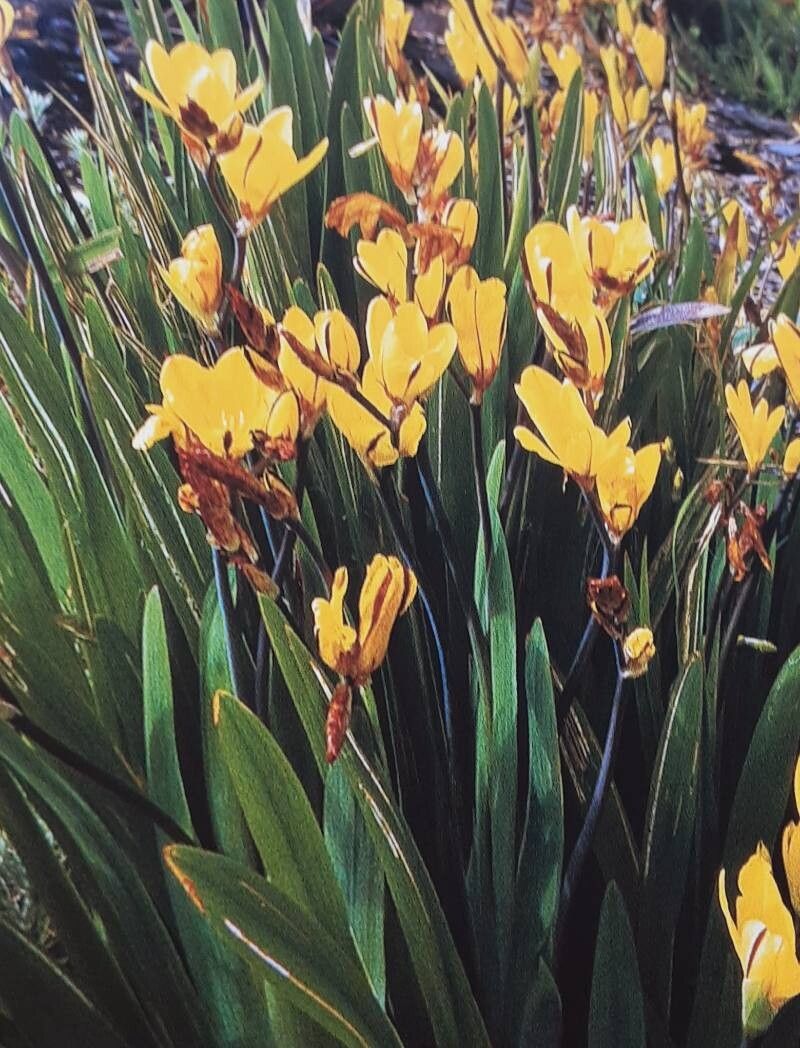 Sparaxis fragrans — related species from the same genus