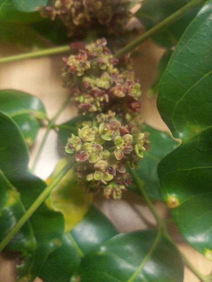 Protium heptaphyllum flower