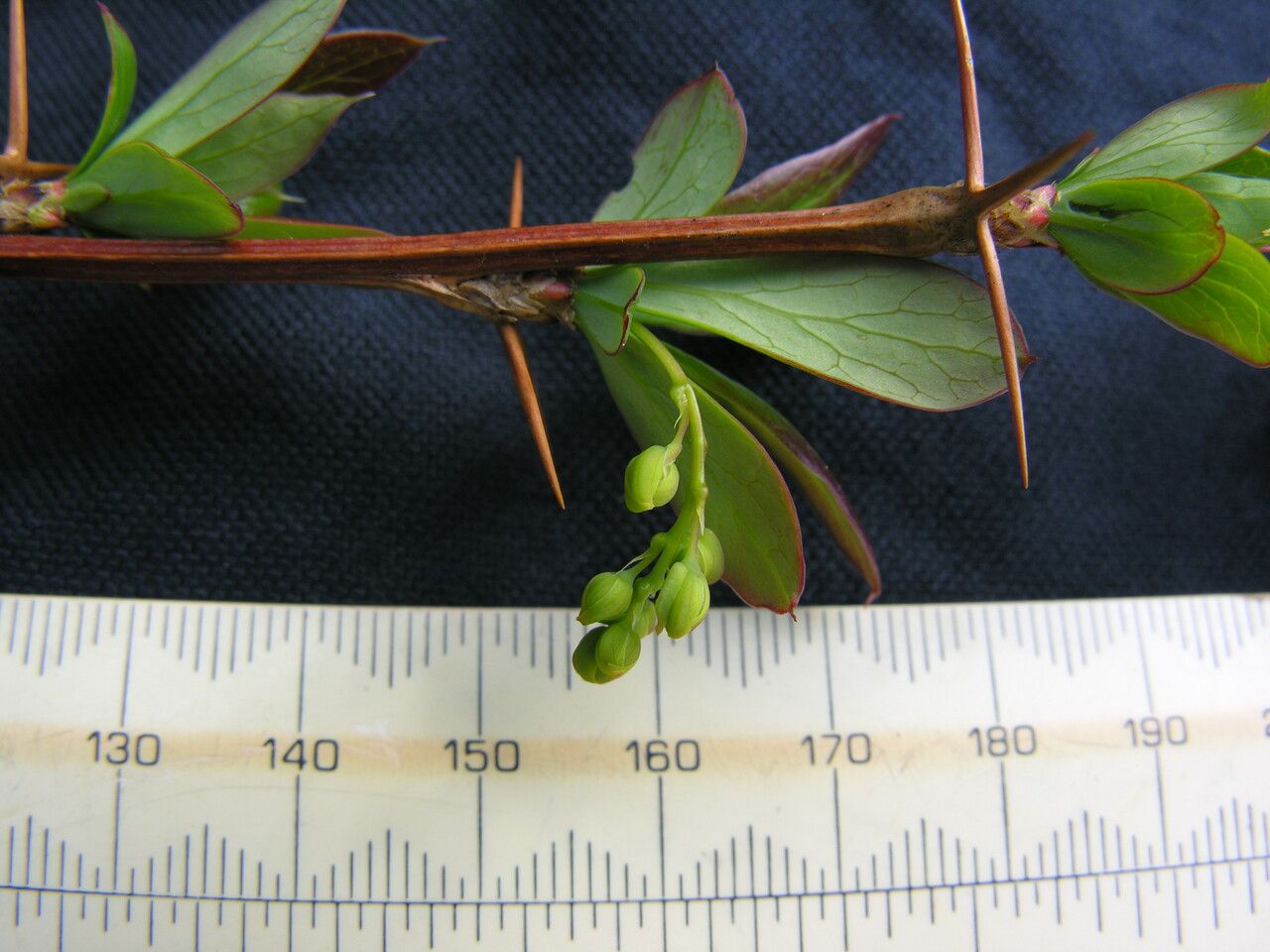 Berberis thomsoniana other