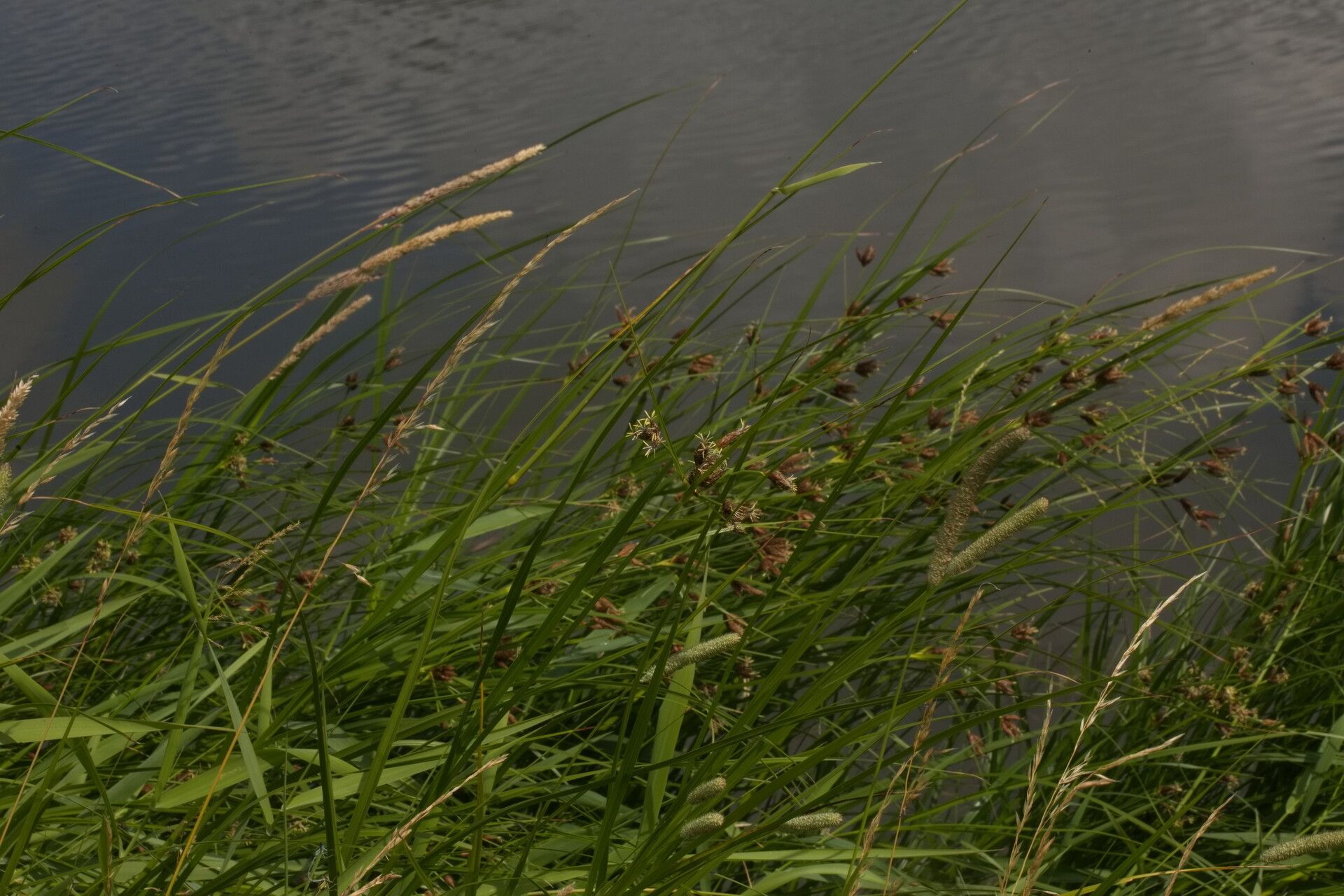 Bolboschoenus laticarpus leaf