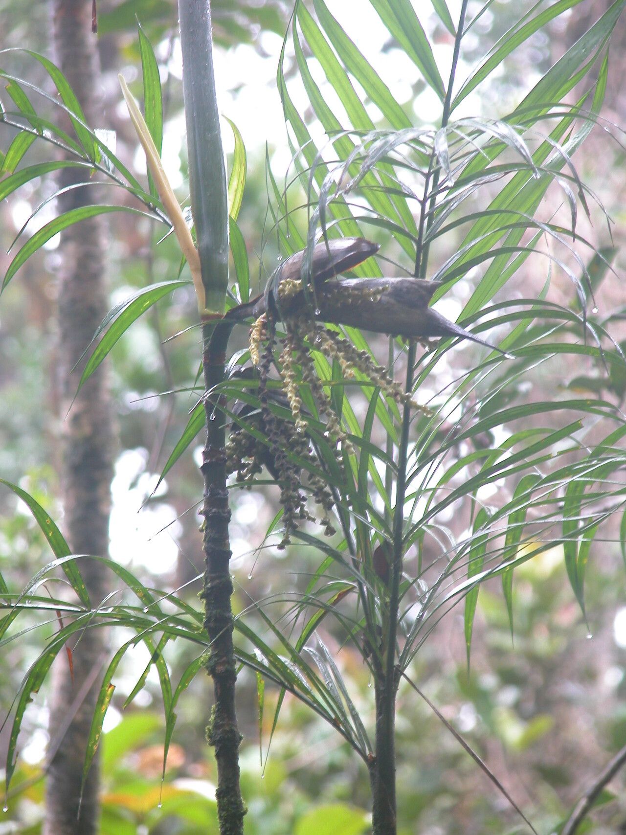Dypsis serpentina — search result for 'Dypsis'