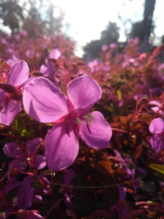 Heterocentron subtriplinervium flower