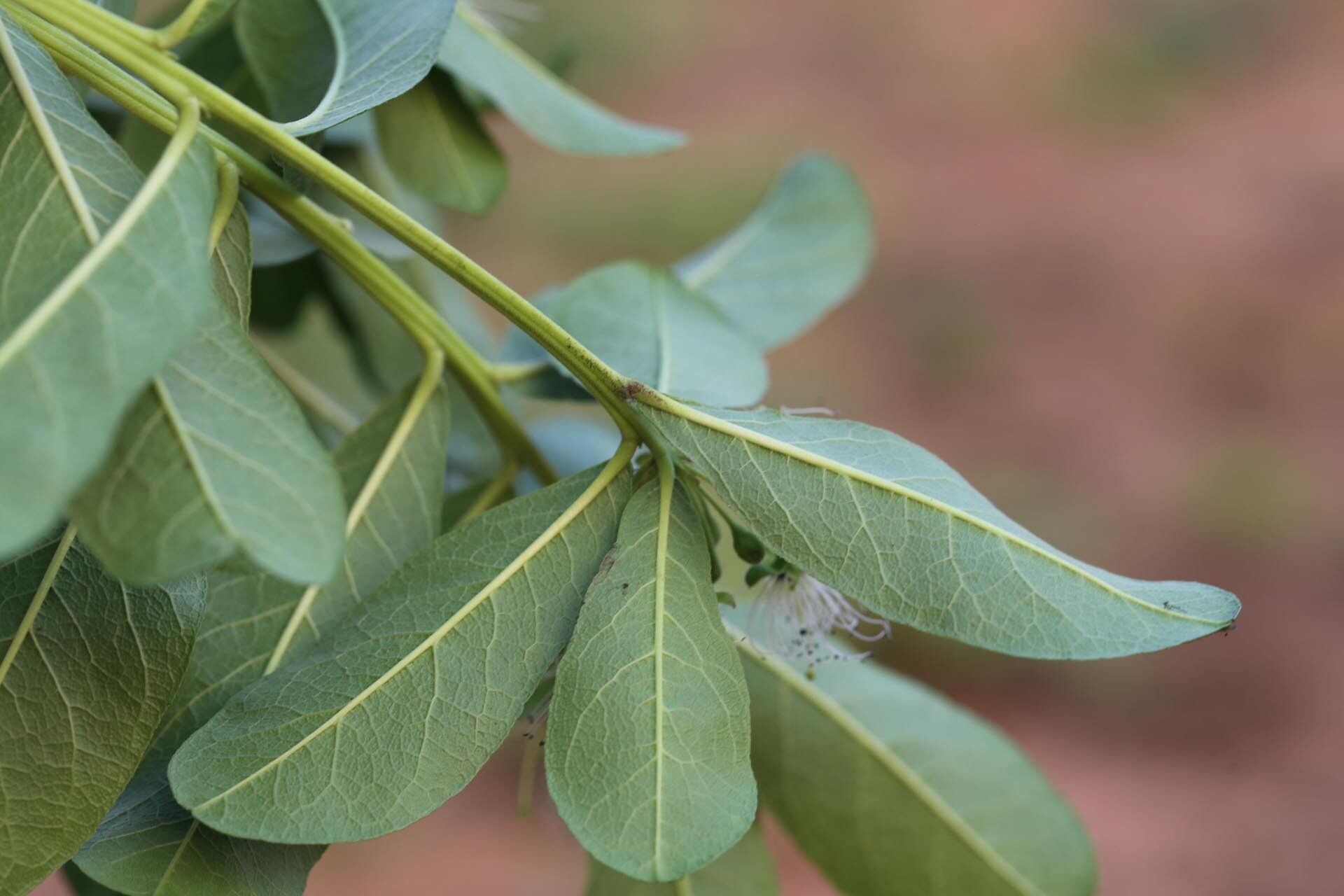 Maerua bussei leaf