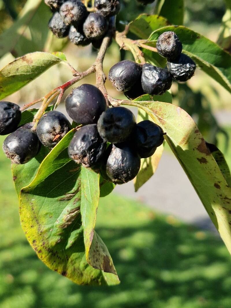 Cotoneaster affinis fruit