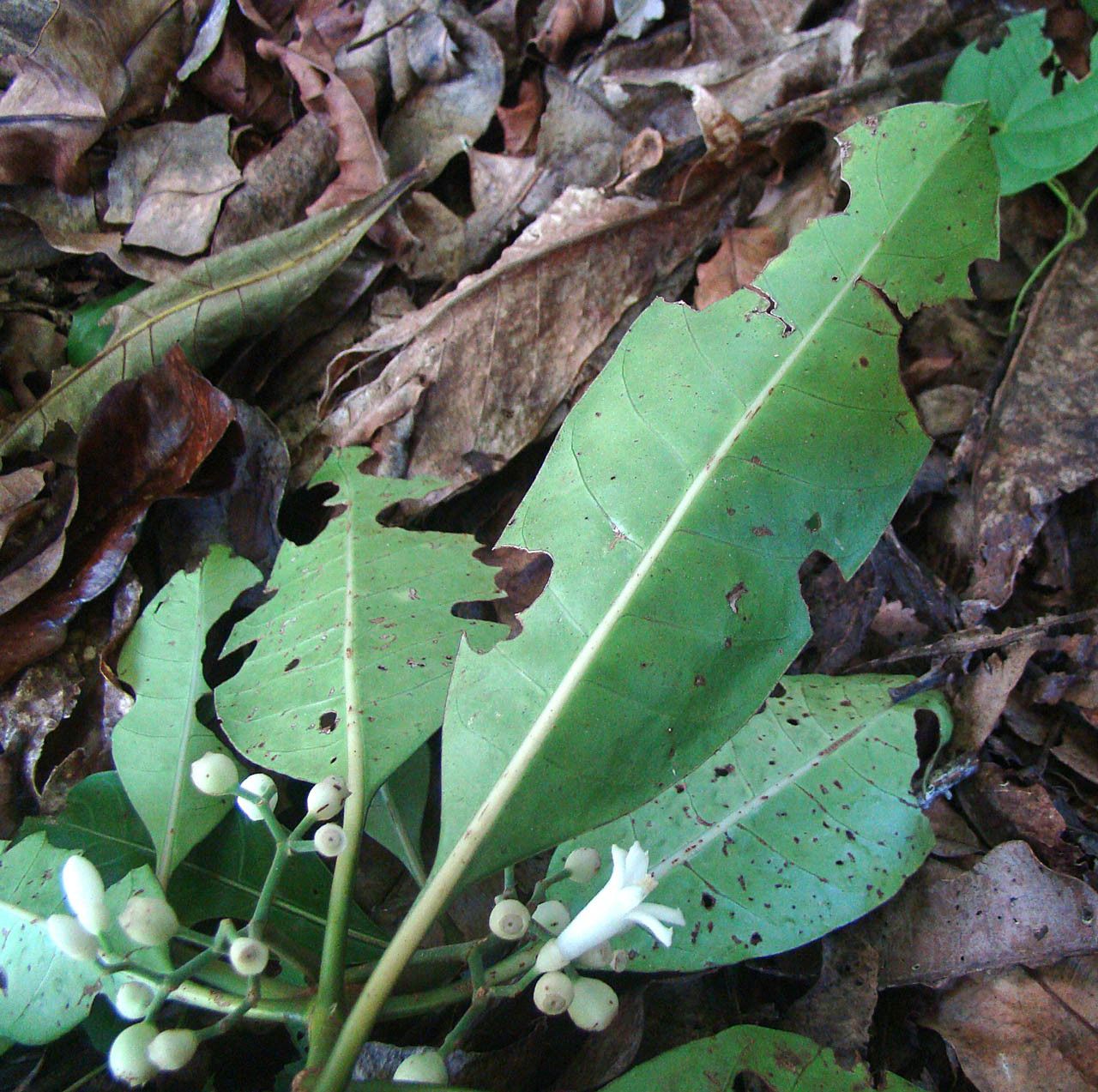 Psychotria brachylaena habit