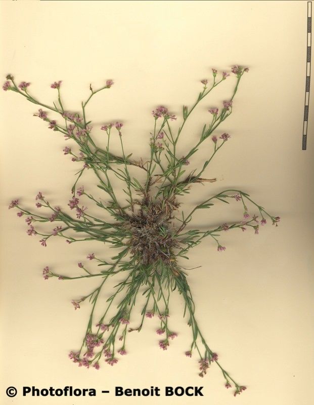 Asperula pyrenaica other