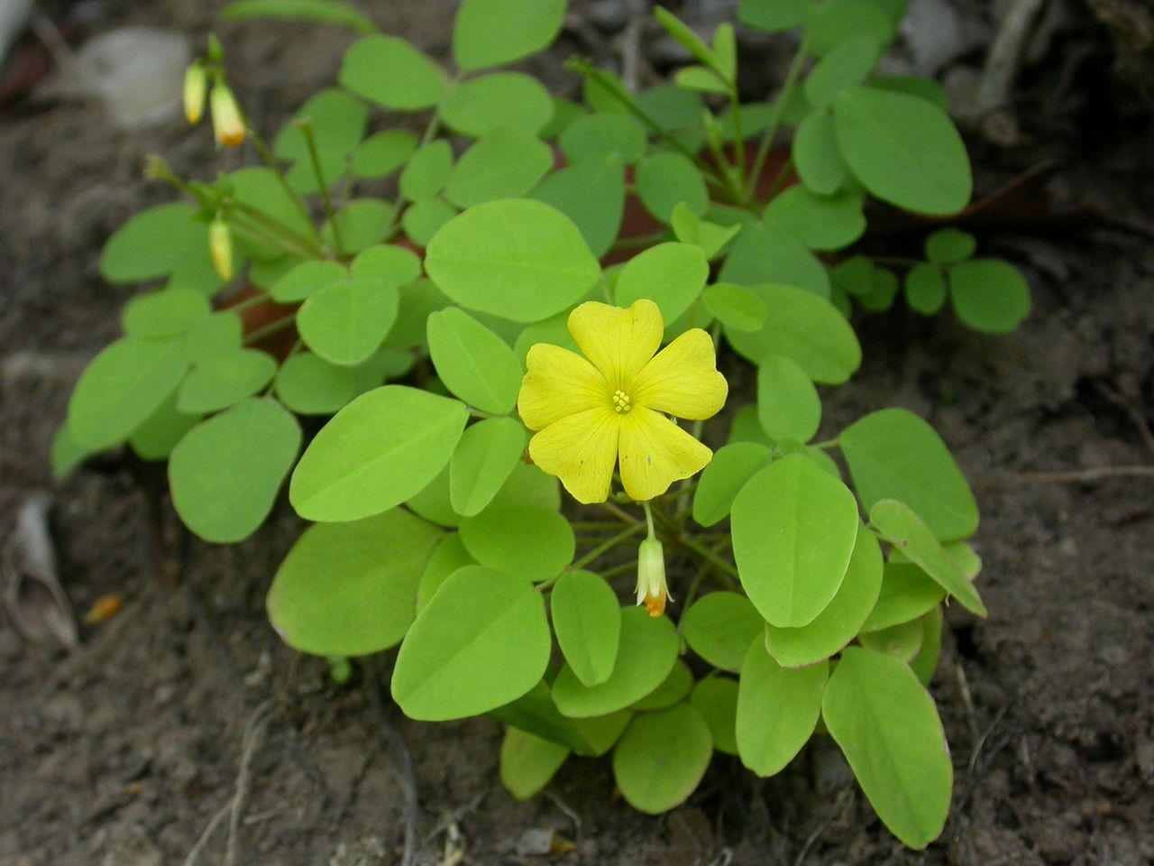 Oxalis frutescens flower