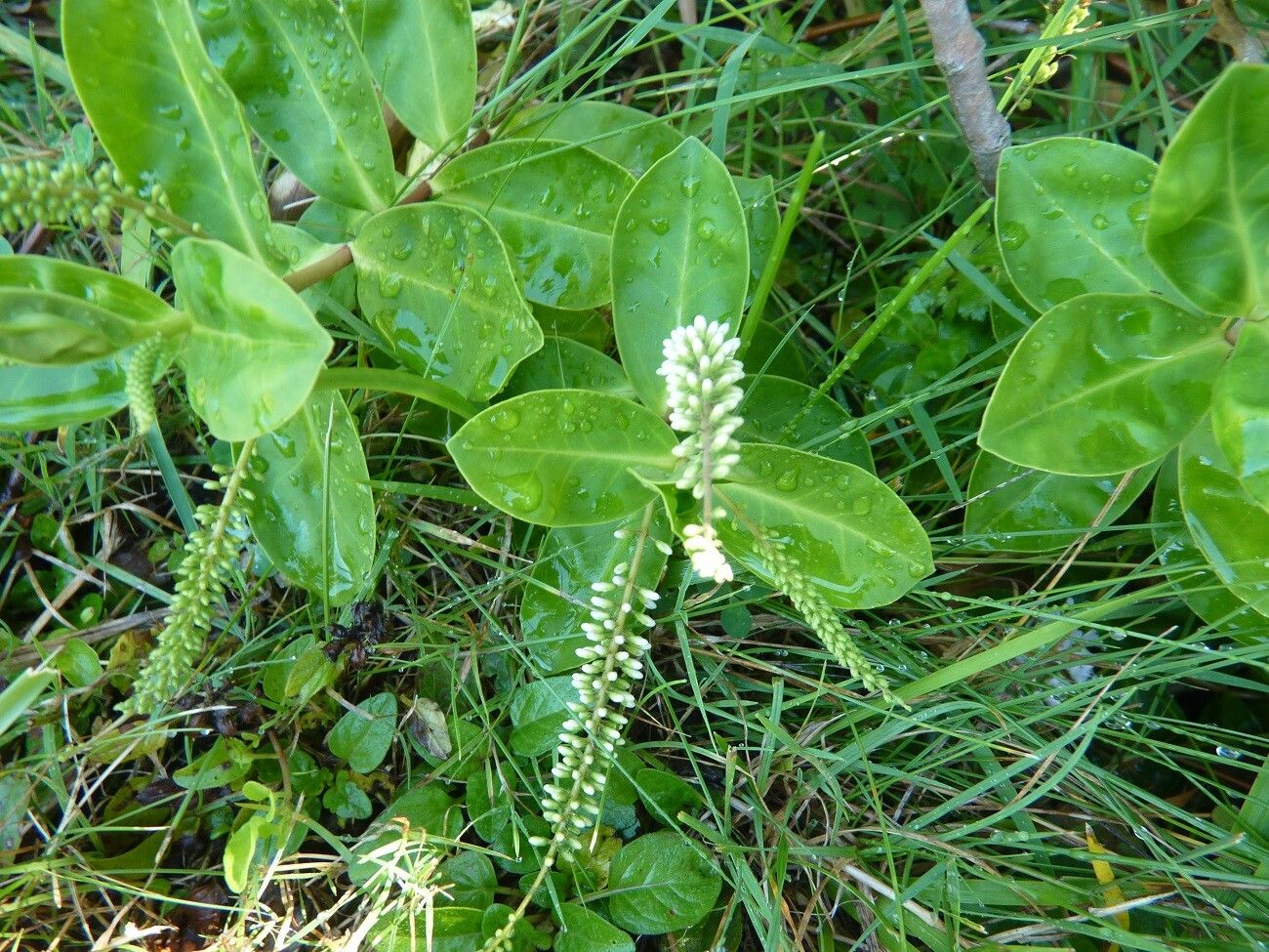 Veronica bollonsii — houseplant care guide