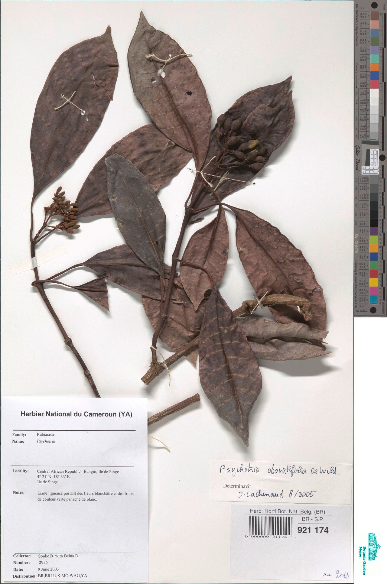 Psychotria obovatifolia — houseplant care guide