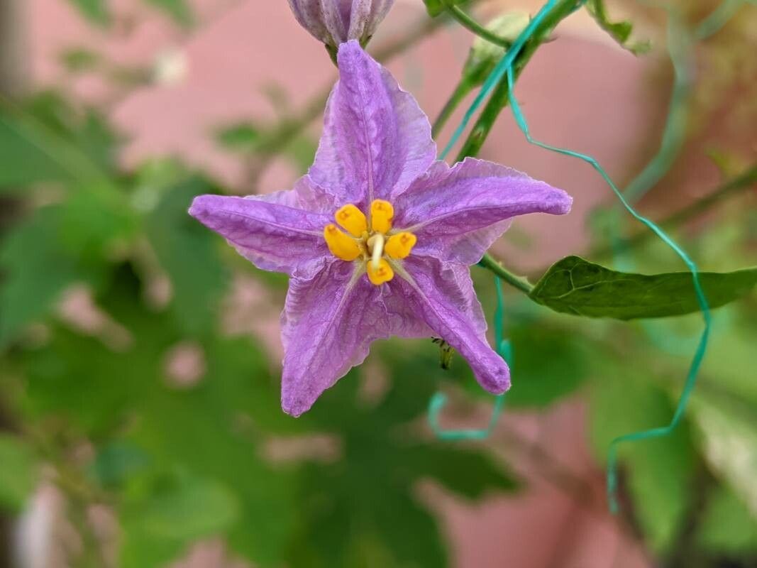 Solanum procumbens — houseplant care guide