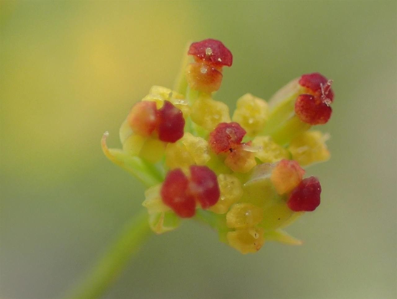 Bupleurum falcatum flower