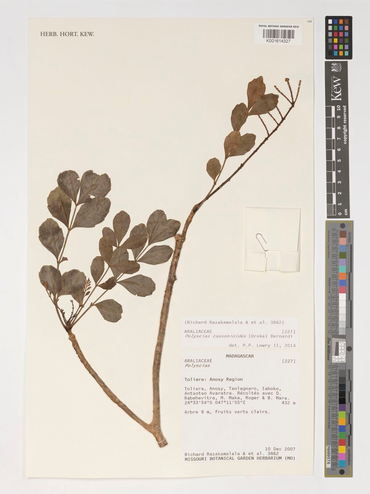 Polyscias cussonioides — search result for 'Polyscias'